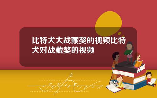 比特犬大战藏獒的视频比特犬对战藏獒的视频