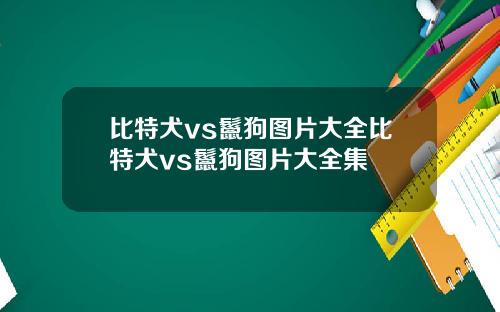比特犬vs鬣狗图片大全比特犬vs鬣狗图片大全集