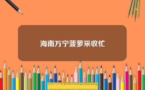 海南万宁菠萝采收忙